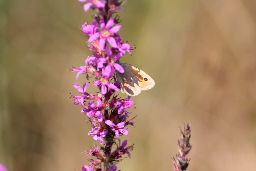 Farfalla ....? Coenonympha pamphilus